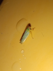 Ferrariana trivittata