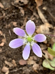 Hepatica americana
