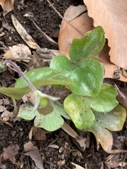 Hepatica americana