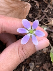 Hepatica americana