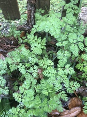 Chaerophyllum tainturieri