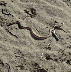 Phyllorhynchus decurtatus