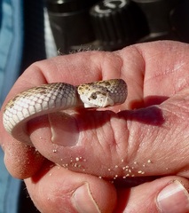 Phyllorhynchus decurtatus