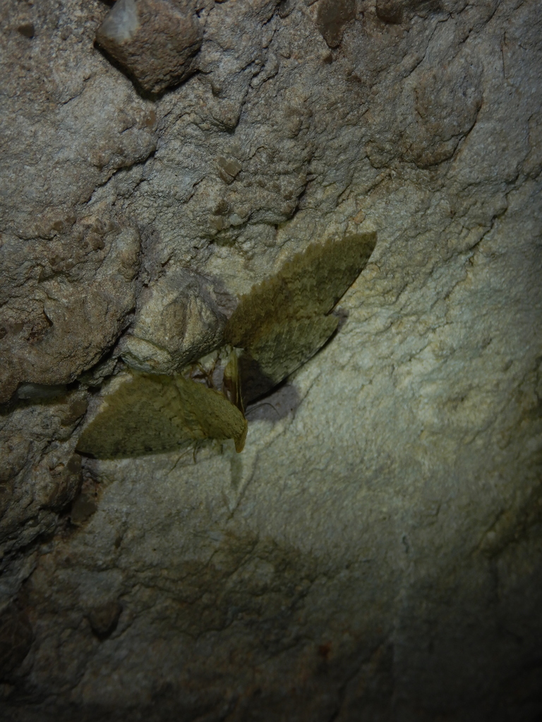 Triphosa sabaudiata
