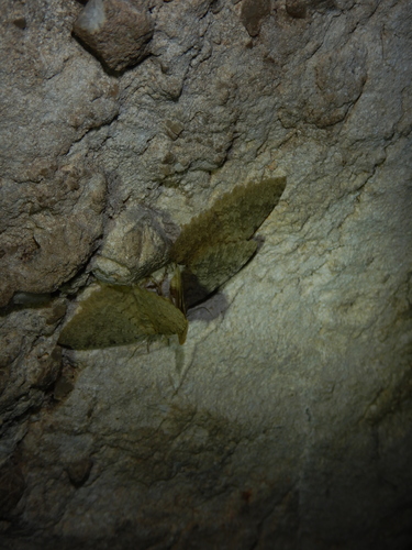Cavernicole blafarde (La), Incertaine savoyarde (L')