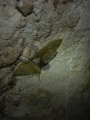 Triphosa