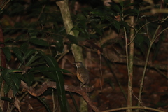 Hylopezus macularius