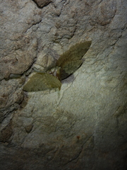 Triphosa