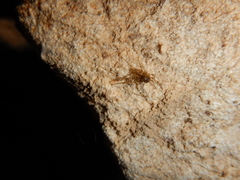 Nesticidae