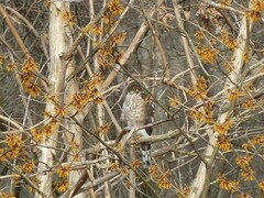 Accipiter