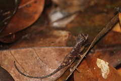 Anolis chrysolepis