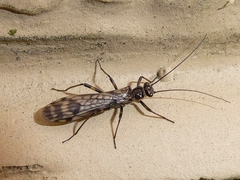 Zapada