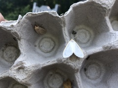 Halysidota tessellaris