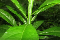 Verbesina alternifolia