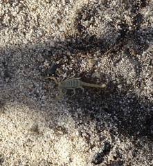 Paruroctonus luteolus