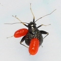Parasitengona