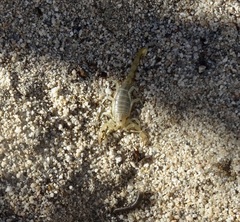 Paruroctonus luteolus