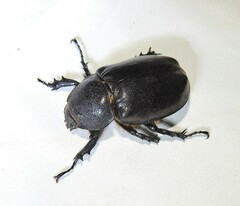 Xylotrupes