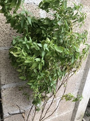 Ocimum basilicum