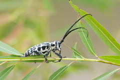 Plectrodera scalator