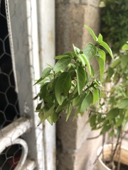 Ocimum basilicum