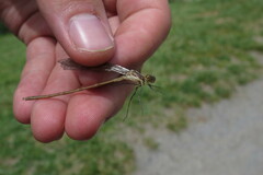 Lestes