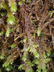 Antitrichia curtipendula