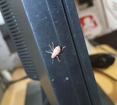 Pantomorus postfasciatus