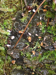 Peltigera neopolydactyla