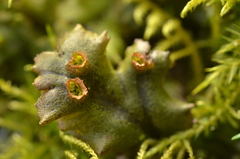 Marchantia polymorpha polymorpha