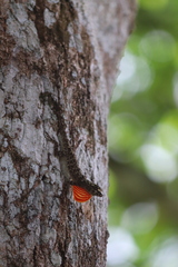 Anolis ortonii
