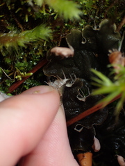 Peltigera neopolydactyla