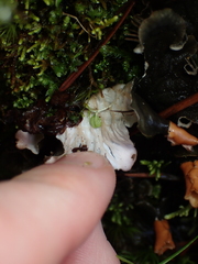 Peltigera neopolydactyla