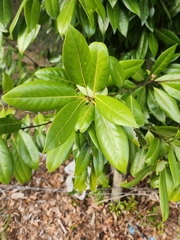 Magnolia grandiflora