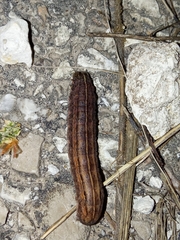Spodoptera littoralis