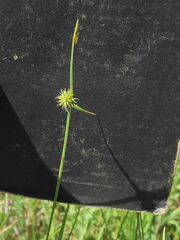 Cyperus sphaeroideus