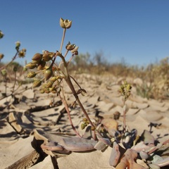 Cistanthe maritima