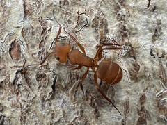 Camponotus rectangularis