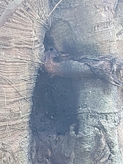 Scaptotrigona postica