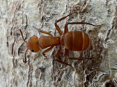 Camponotus rectangularis