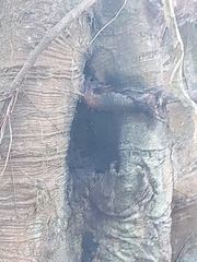 Scaptotrigona postica