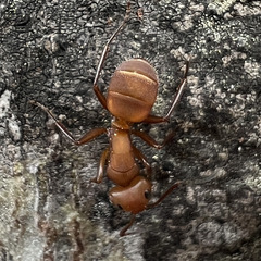 Camponotus rectangularis