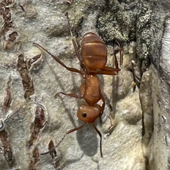 Camponotus rectangularis