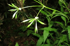 Osmorhiza longistylis