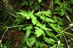 Osmorhiza longistylis