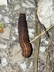 Spodoptera littoralis