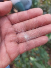 Asclepias curassavica