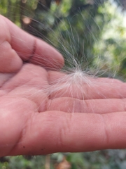 Asclepias curassavica