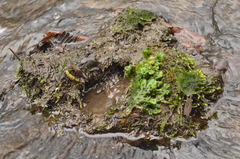 Marchantia polymorpha polymorpha