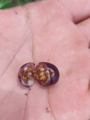 Jaltomata procumbens